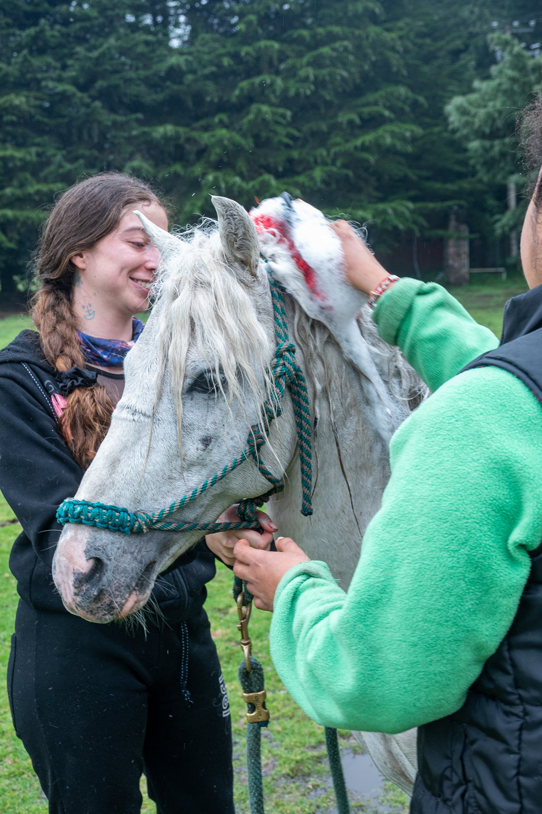 Sábila: del campo mexicano al pelaje de tu caballo